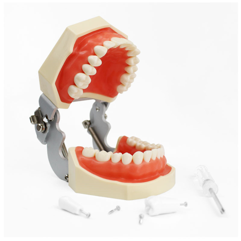 Modelo Dental Didáctico - Dientes Extraíbles para Práctica y Enseñanza Odontológica